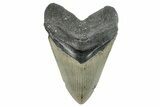Serrated, Fossil Megalodon Tooth - North Carolina #275262-1